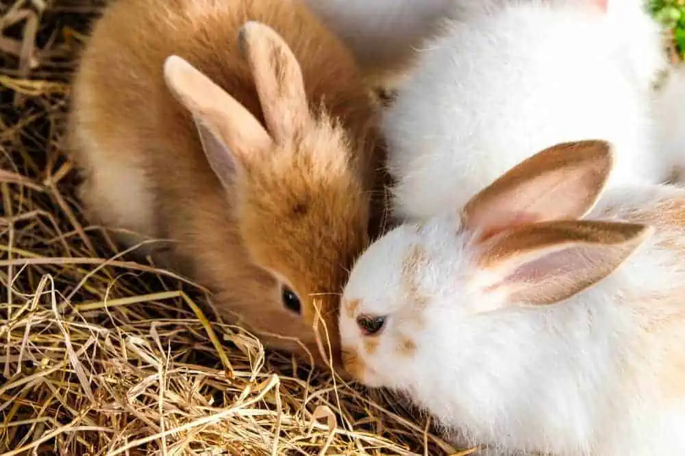 Featured image for 21 Amazing rabbit facts for bunny fanatics