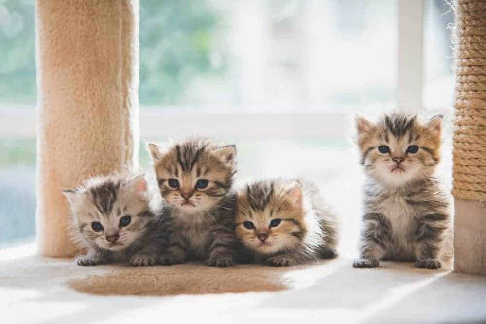 Featured image for Early learning for kittens