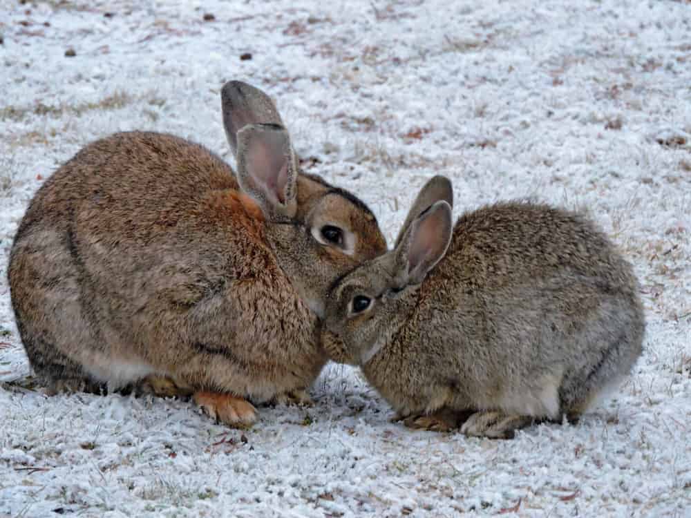 Featured image for Helping your small pets get set for winter