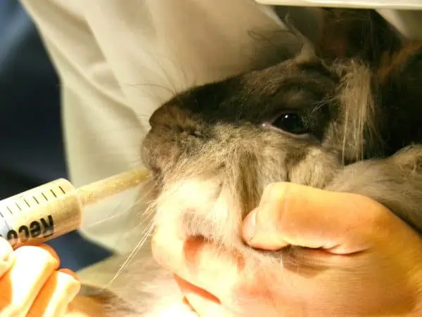 Featured image for Syringe feeding rabbits