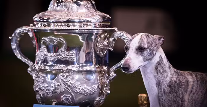 Featured image for There’s so much more to Crufts than Best in Show