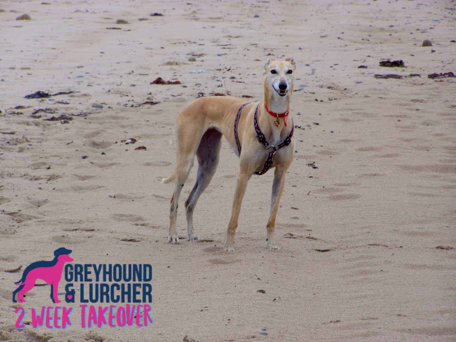 Featured image for Greyhound & Lurcher Owner Stories – Teddy, Ruby & Monty