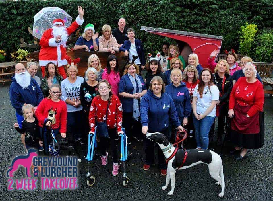 Featured image for Greyhound & Lurcher Rescue Stories – A Day in the Life of a Volunteer