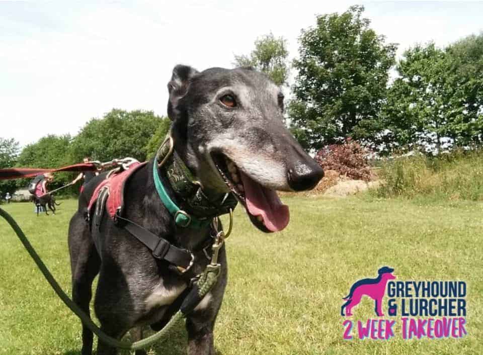 Featured image for Greyhound & Lurcher Rescue Stories – Long-Stay Resident Patrick