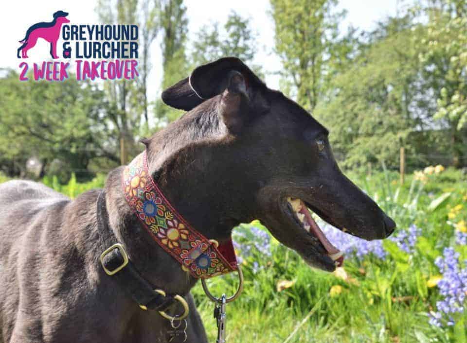 Featured image for Greyhound & Lurcher Rescue Stories – Furever Homed Pheby