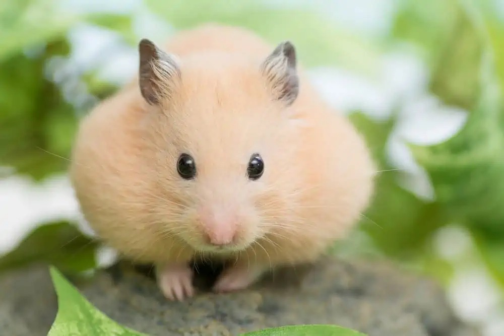 Featured image for What food can hamsters eat?