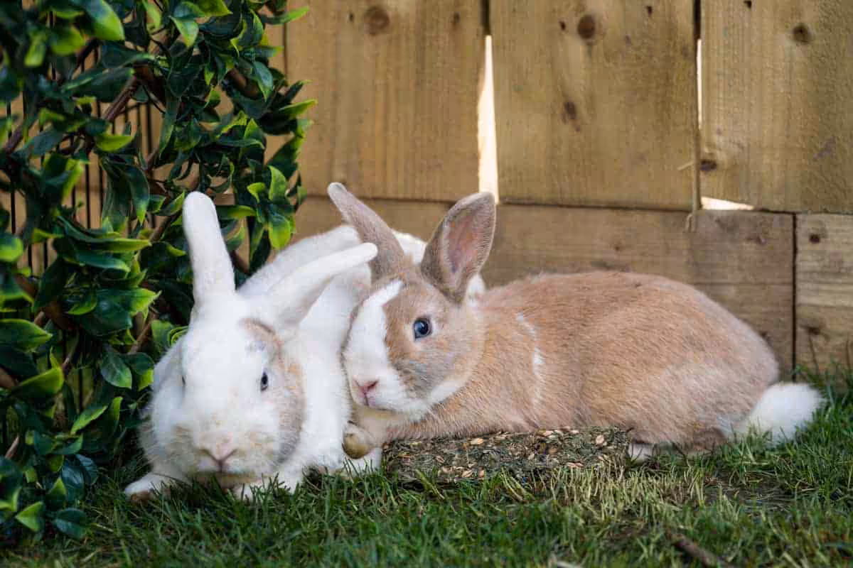 Featured image for Ensuring Animal Well-Being: The Crucial Role of the Five Animal Welfare Needs