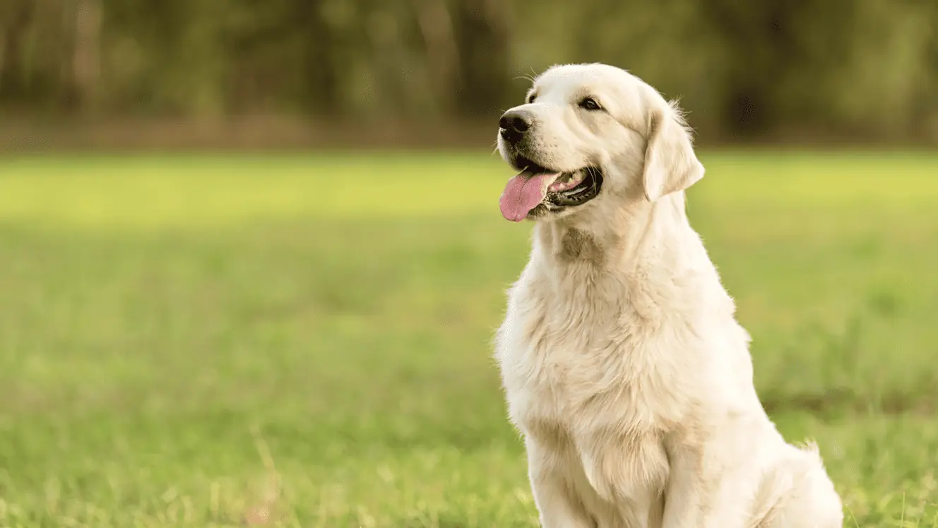 Featured image for Training a Labrador