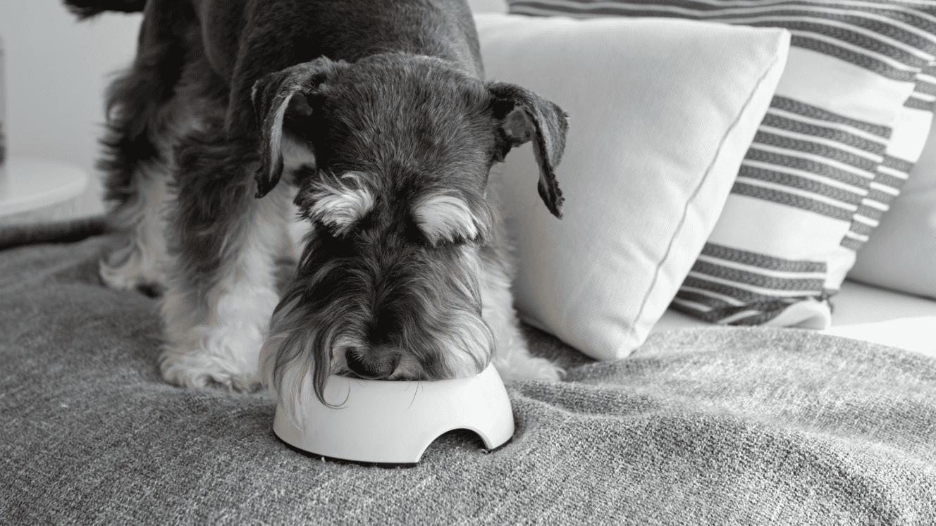 Featured image for What’s the best dog food for a Miniature Schnauzer?