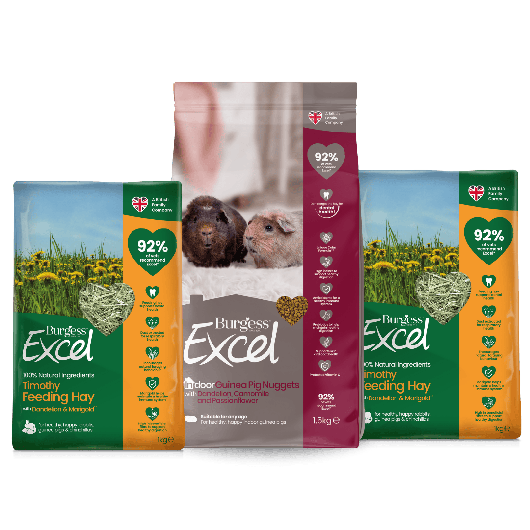 Curated visual reference: Guinea Pig High Calcium Hay And Eggshell Supply Reference: Excel Indoor Guinea Pig Nugget And Dandelion Marigold Hay Bundle