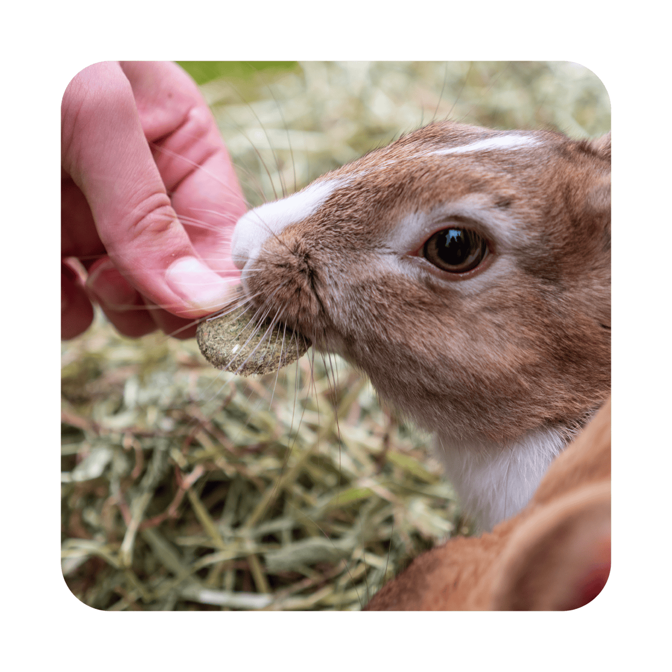 Featured image for Every bunny deserves a treat – as long as it’s a healthy one!
