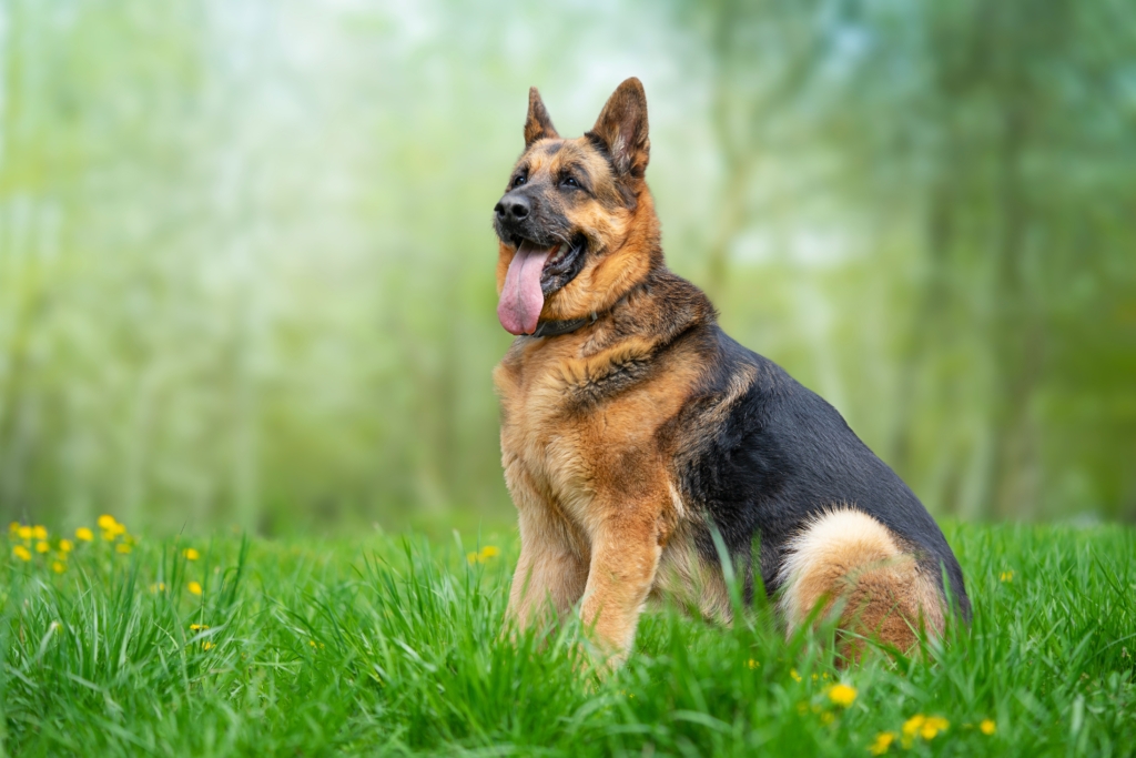 german shepherd personality traits