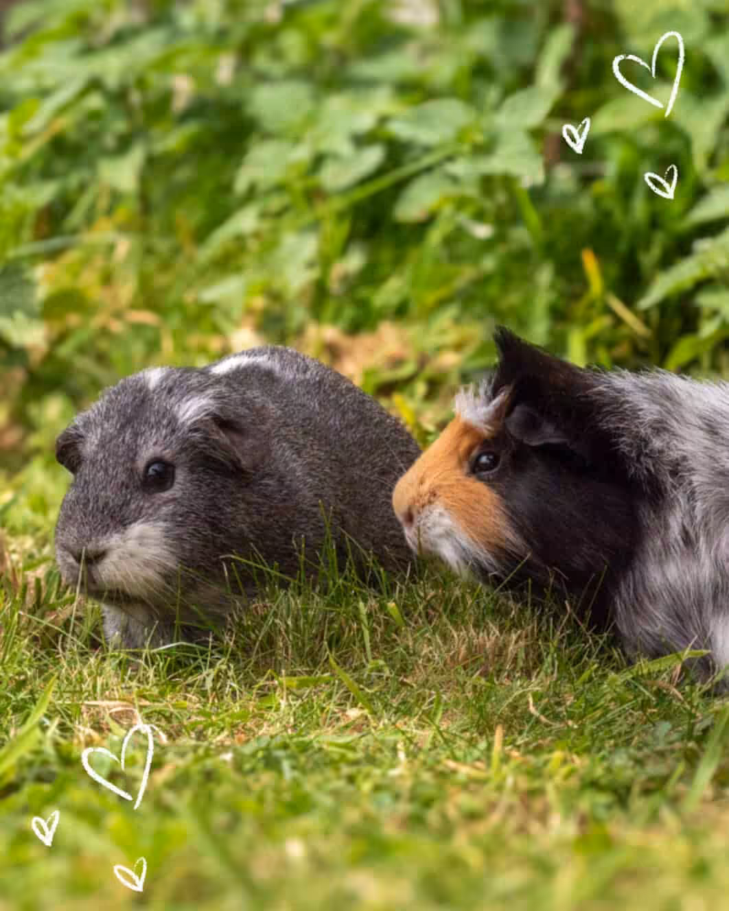 Featured image for The DOs and DON’Ts of moving your small pets back outdoors this spring