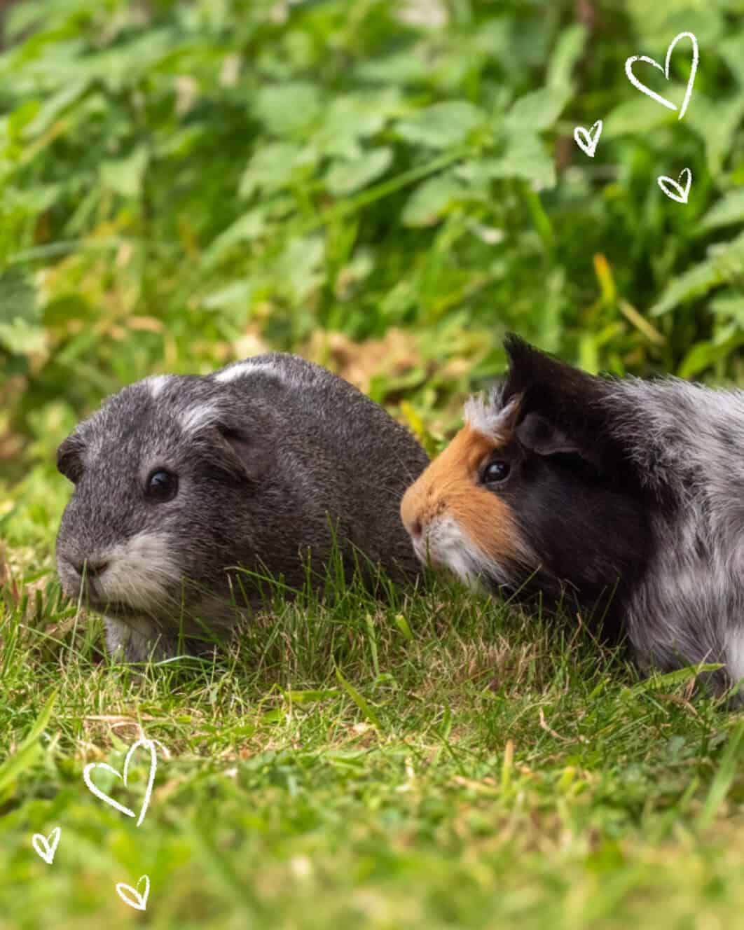 Featured image for The DOs and DON’Ts of moving your small pets back outdoors this spring