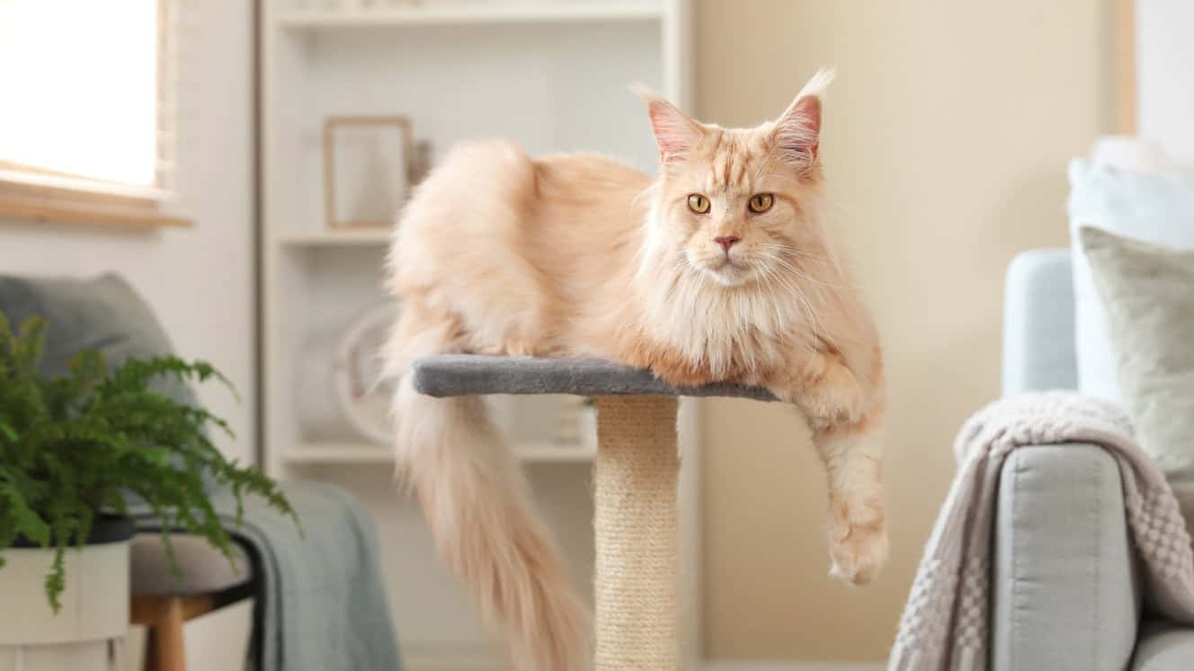 Featured image for All about Maine Coon cats