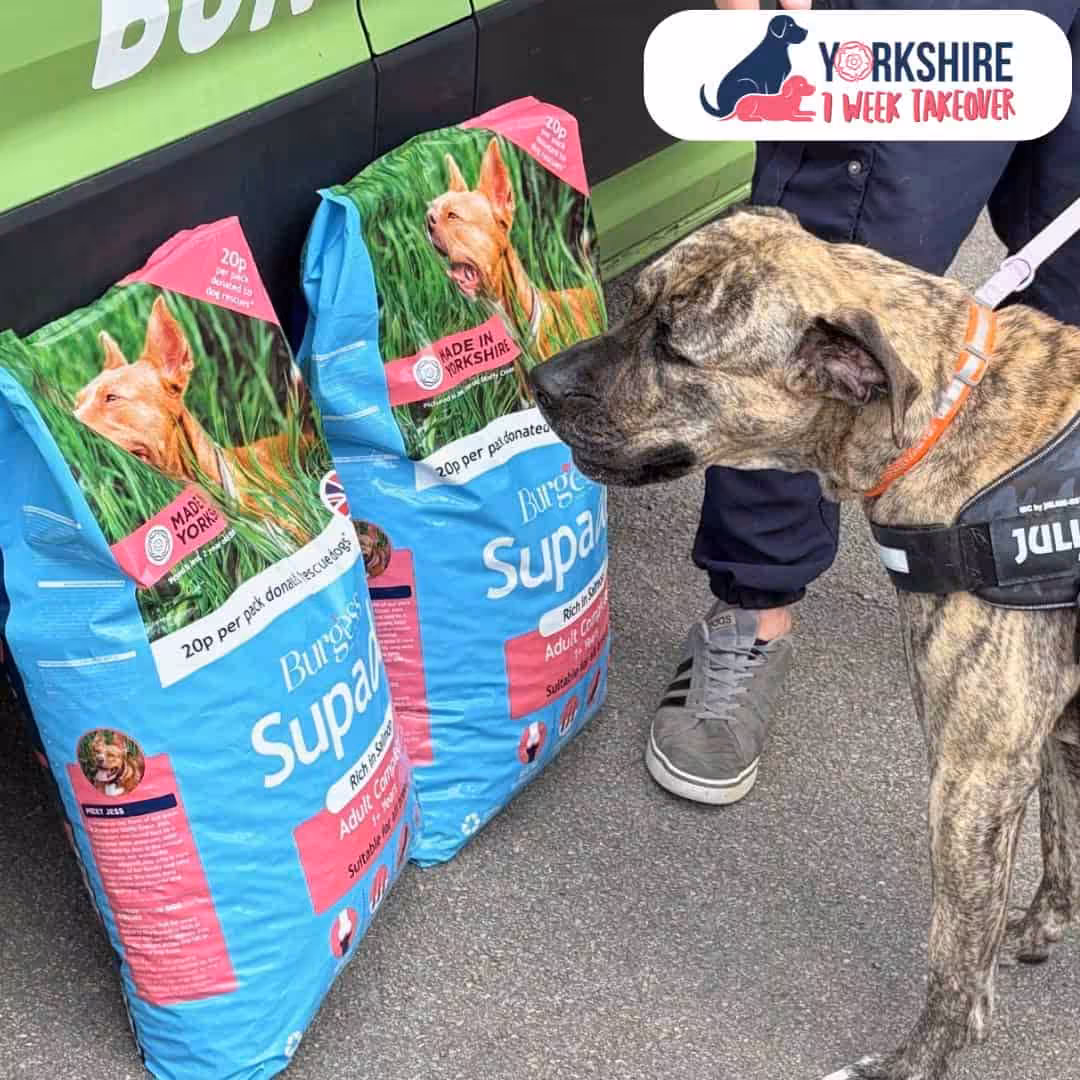 Featured image for Want to help rescue dogs across the UK?