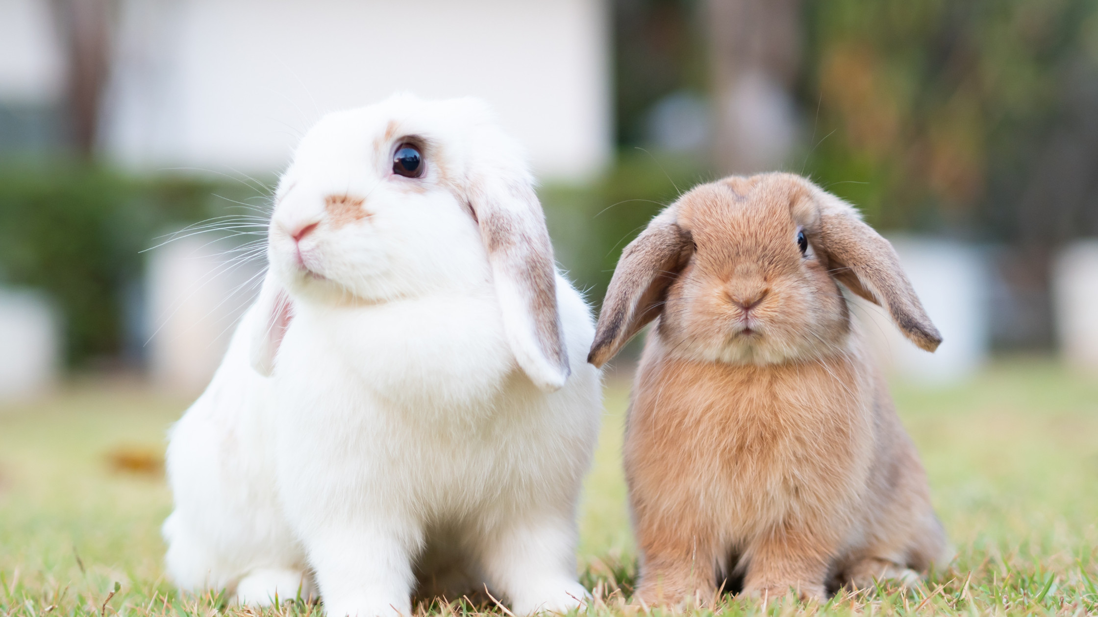 Featured image for How long can you leave a rabbit alone? Holiday tips and expert advice