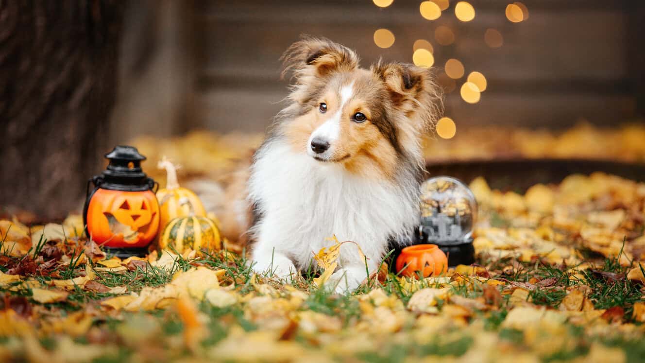 Featured image for Fright nights