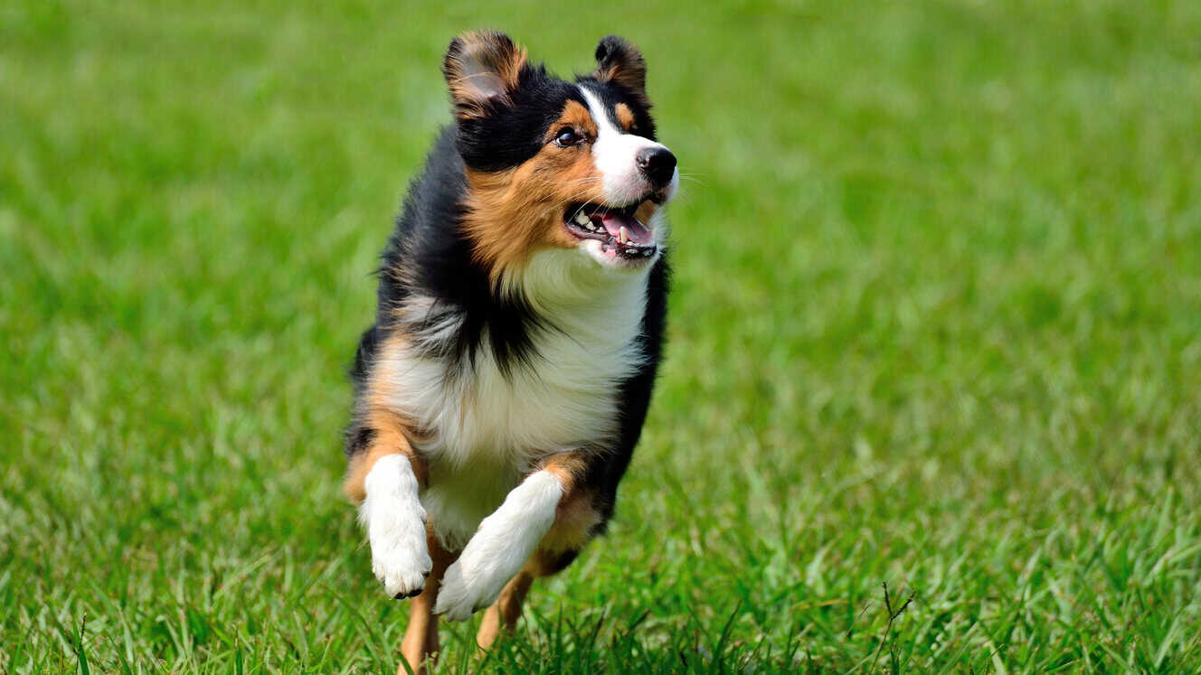 Featured image for What do active dogs need from their diet?