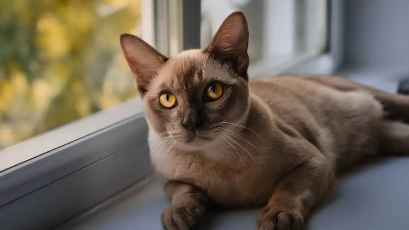 Featured image for All about Burmese cats