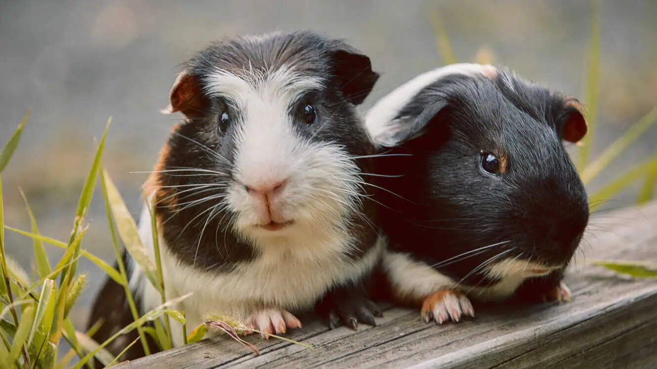 Featured image for Can guinea pigs eat grapes? Diet facts and expert advice on what, and what not, to feed your gorgeous guinea pigs
