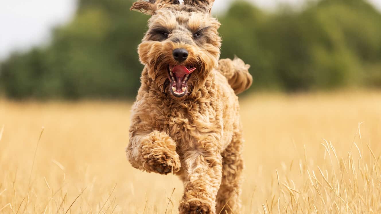 Featured image for Help your Cockapoo to love life