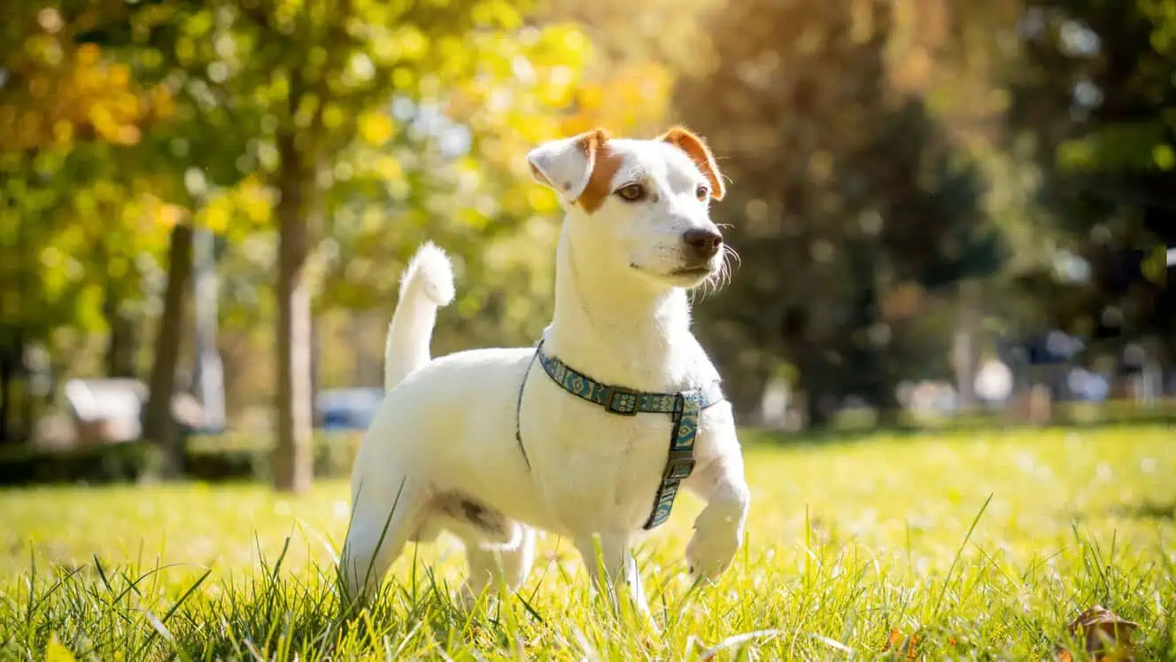 Featured image for Help your Jack Russell Terrier to love life