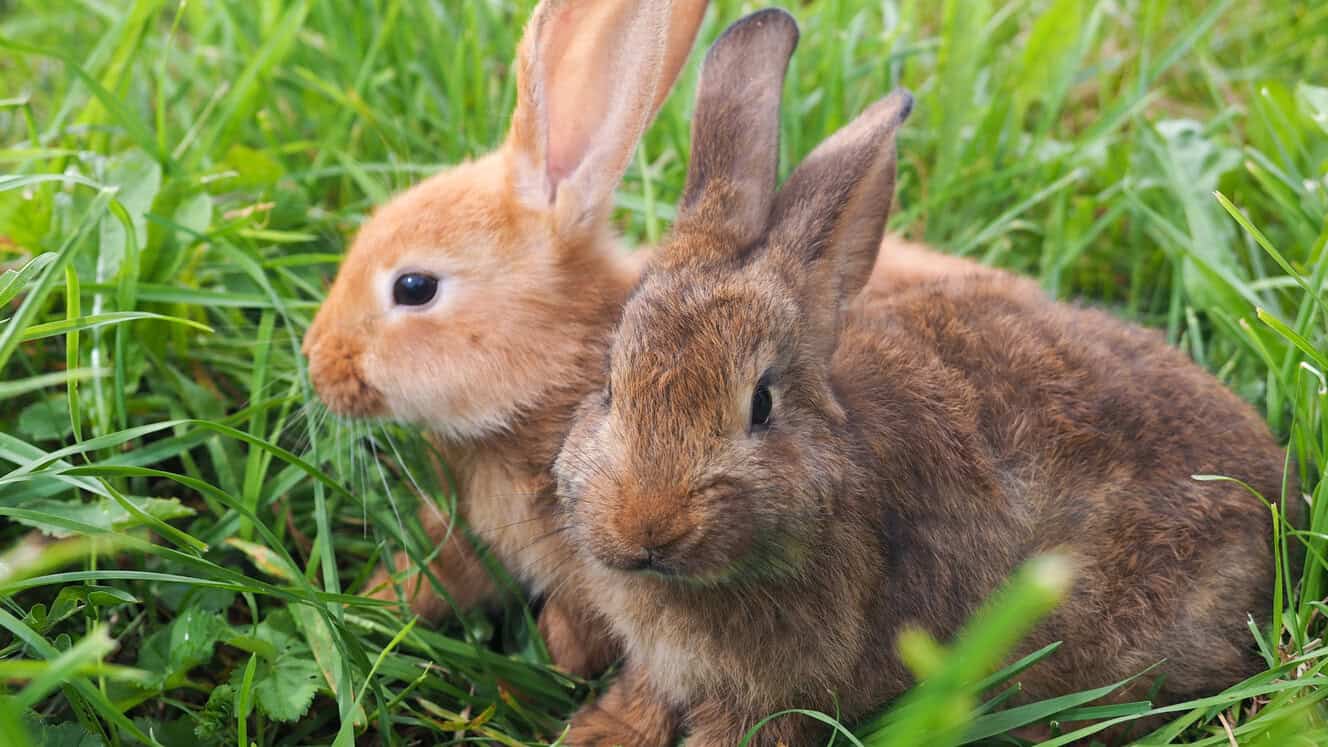 Featured image for Small furry friends – which small pet is the right match for you?