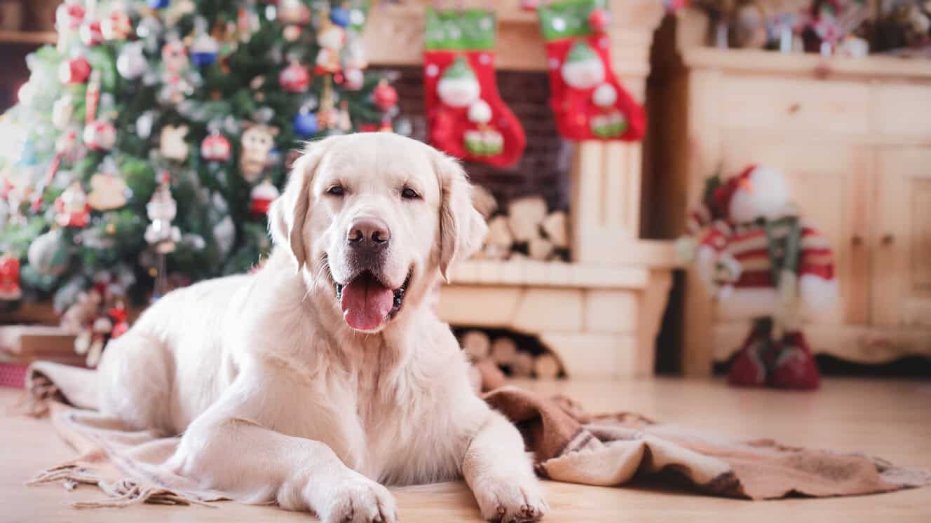 Featured image for The essential guide to Christmas if you have pets