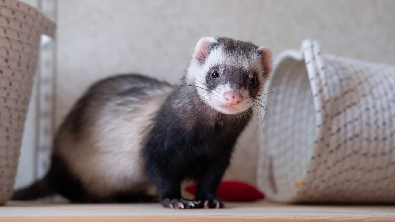 Featured image for What should I feed my ferrets?