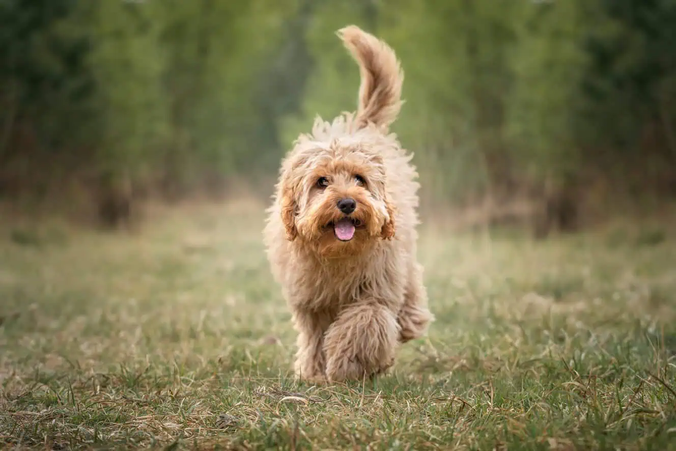 Featured image for Help your Cavapoo to love life