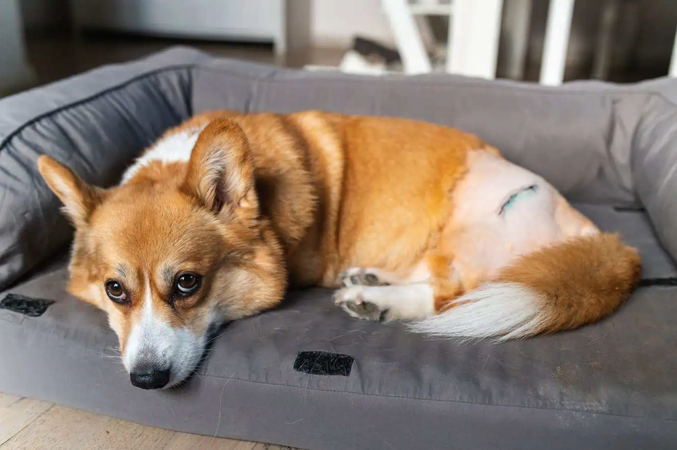Featured image for How do you tell if your dog has arthritis?