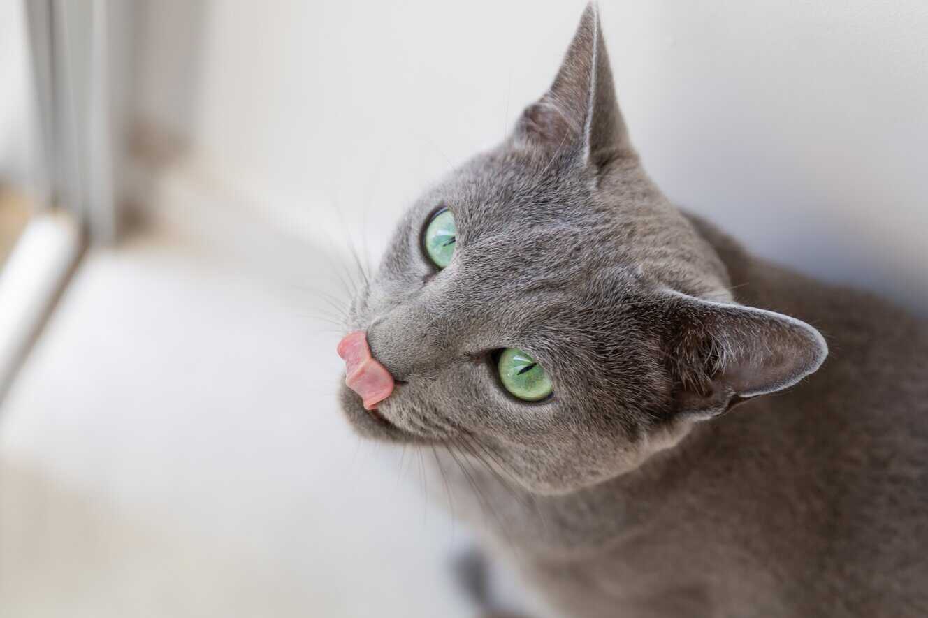 Featured image for All about Russian cats