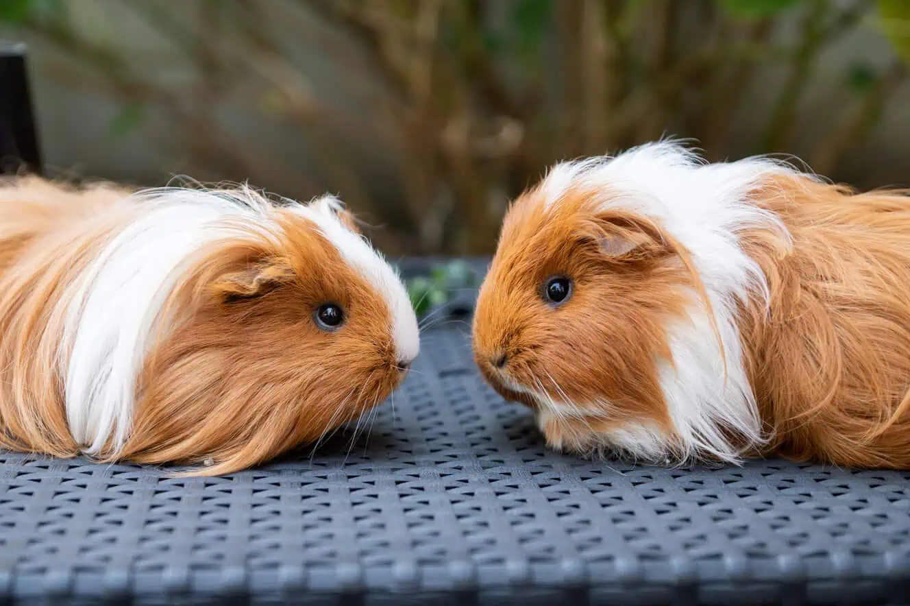 Featured image for A guide to different types of guinea pigs