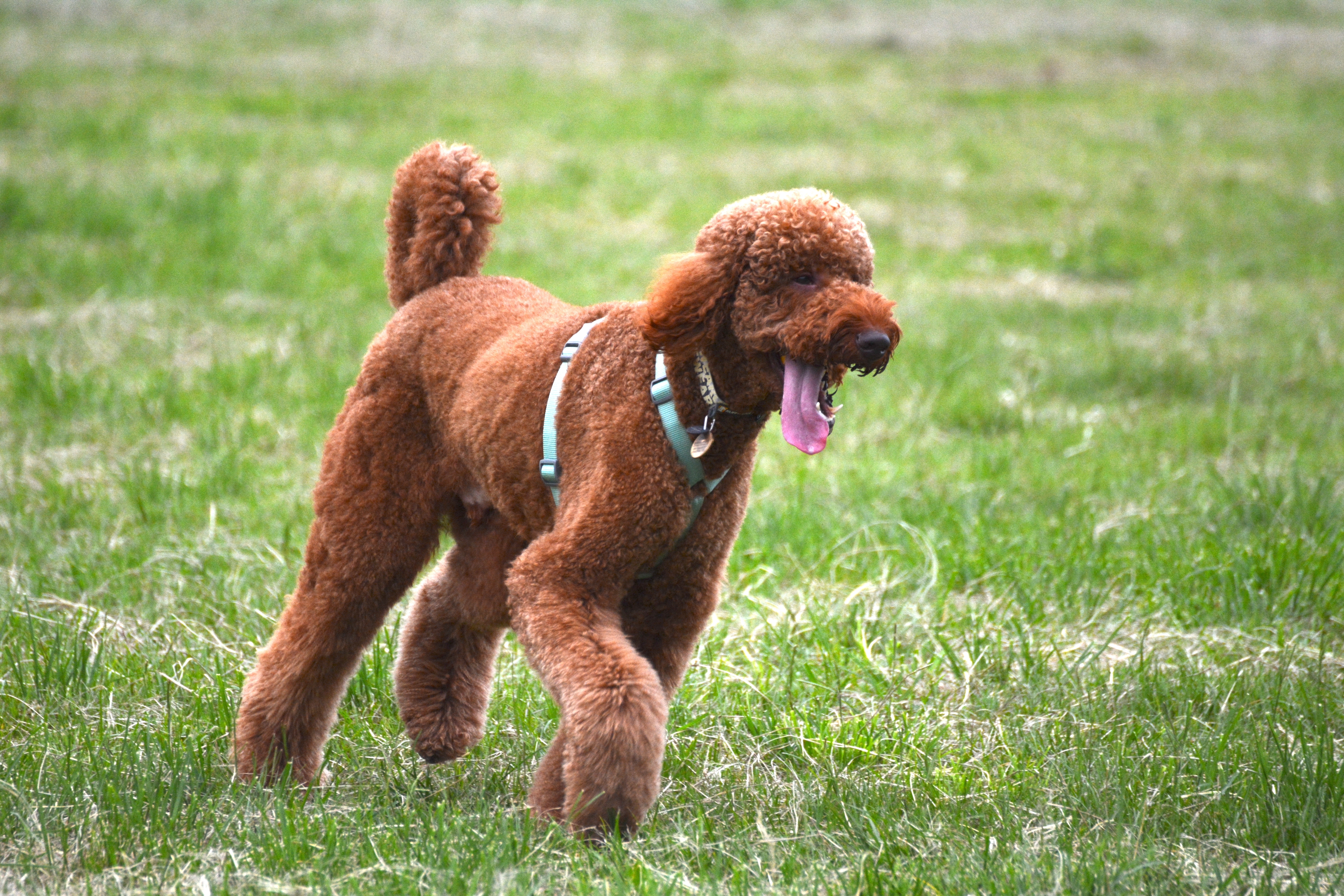Featured image for Help your Poodle to love life