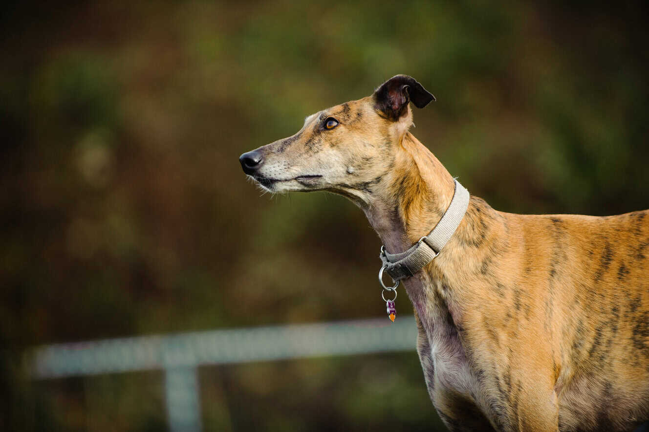 Featured image for Nominations at the ready – the Greyhound & Lurcher 2 Week Takeover is back for 2026!