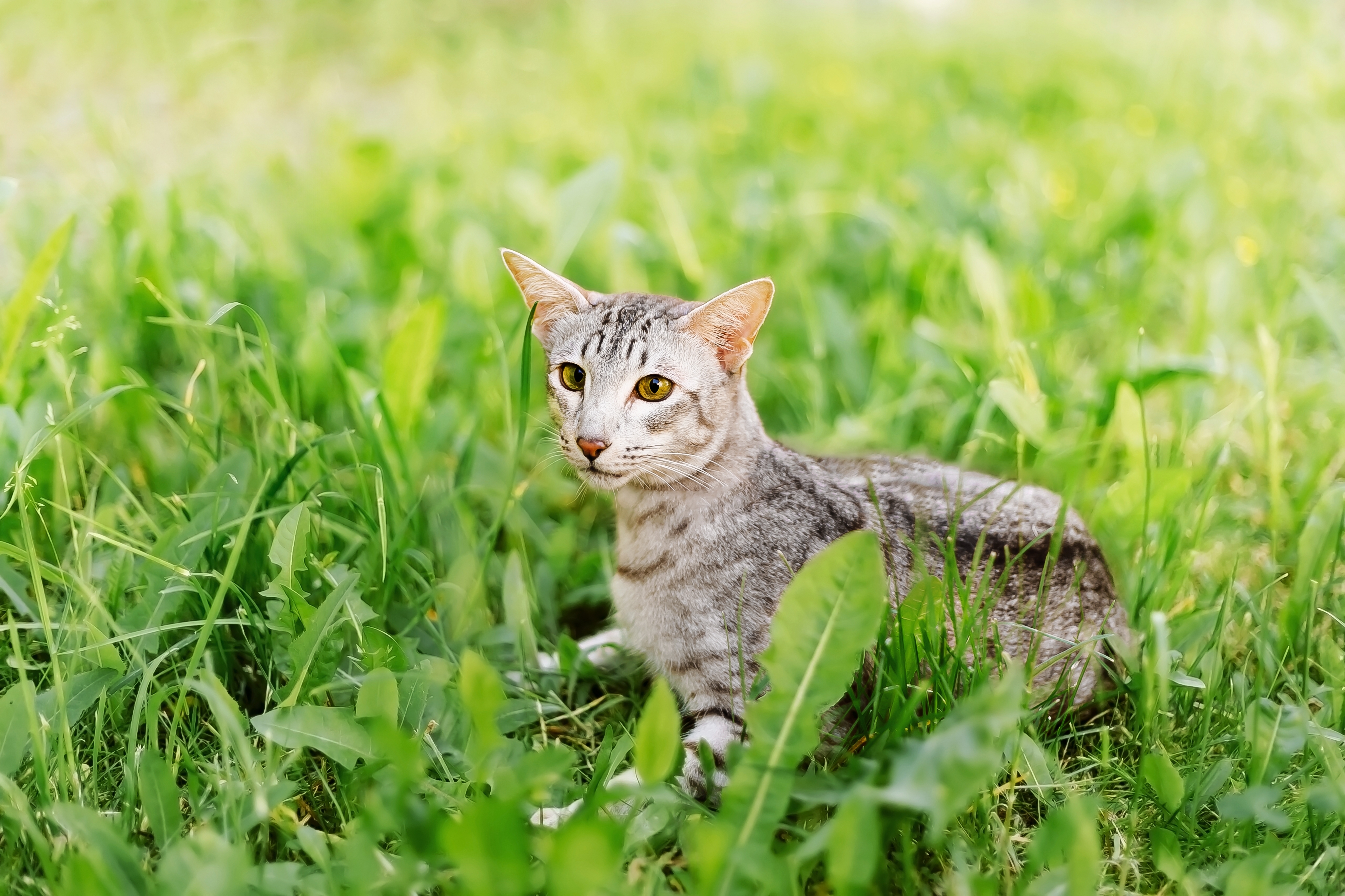 Featured image for All about Oriental Shorthair cats