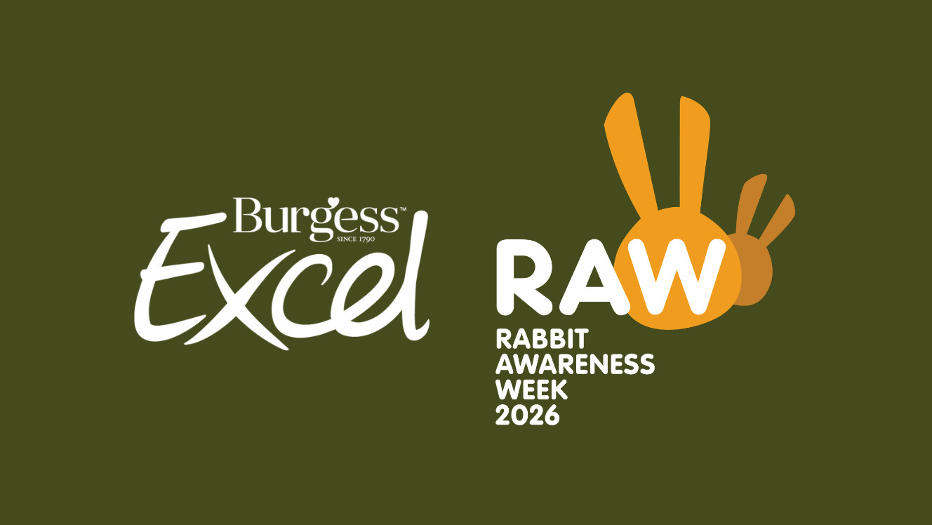 Image for What is Rabbit Awareness Week