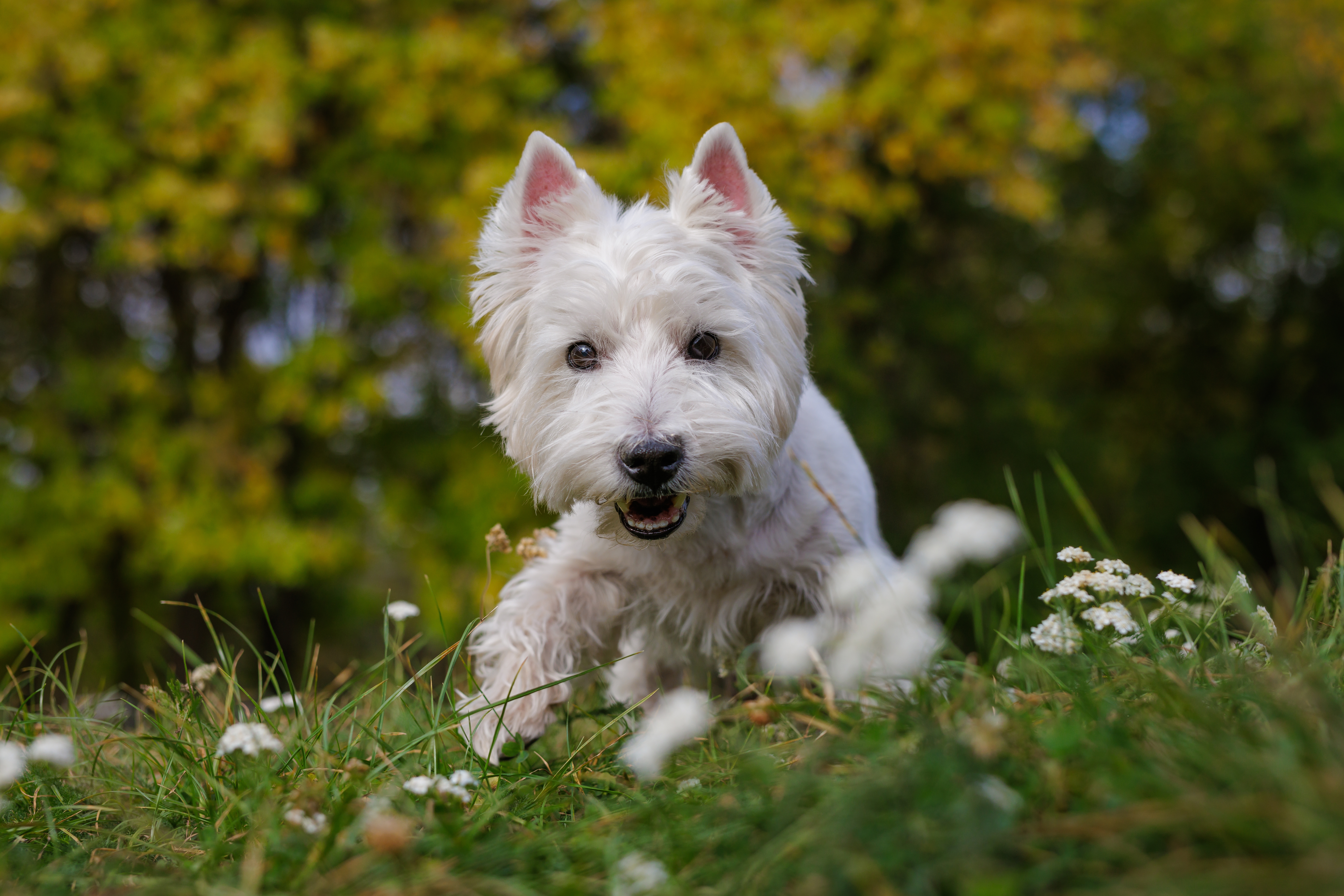 Featured image for Help your Westie to love life