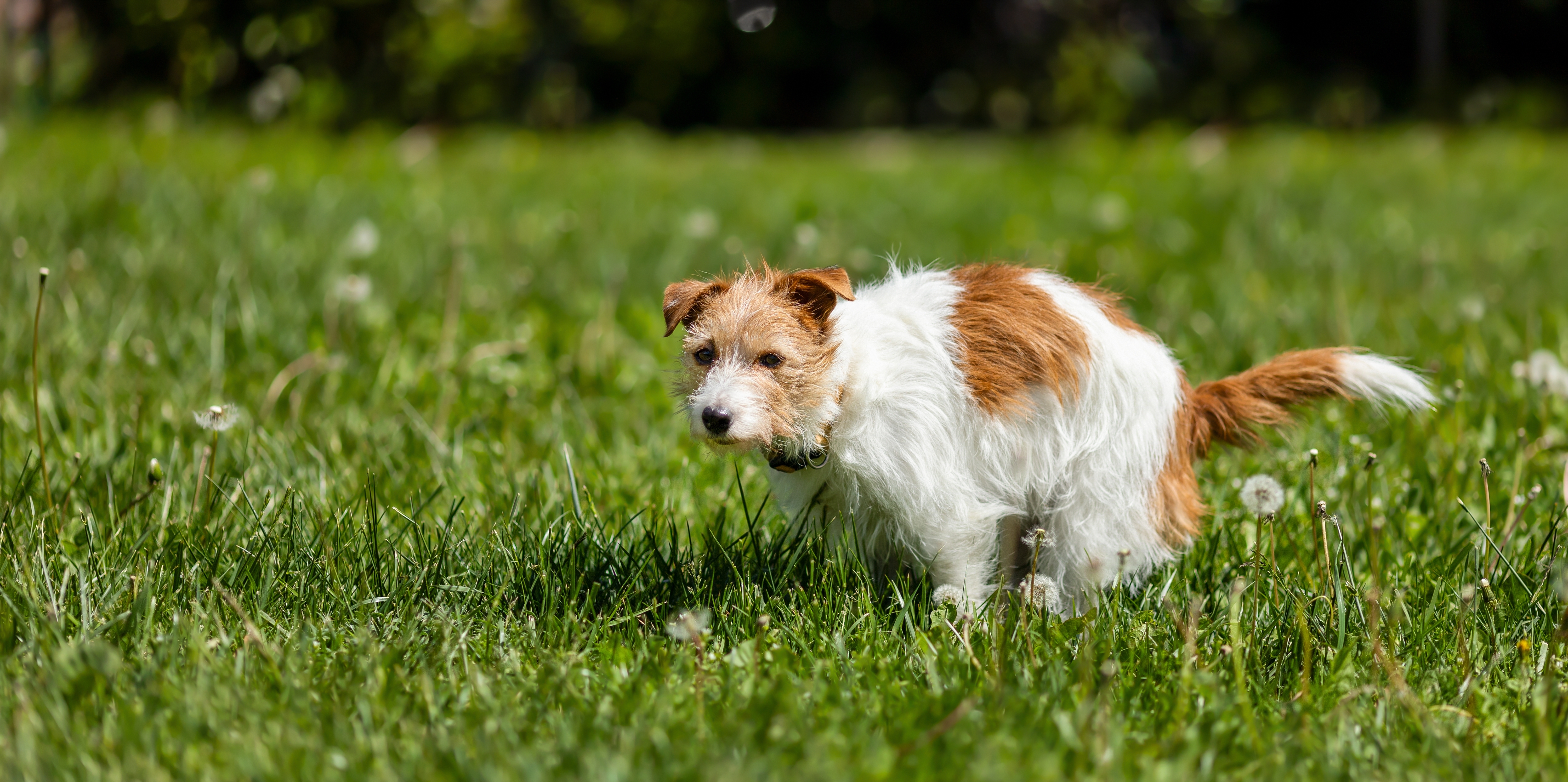 Featured image for How to Stop Dog Diarrhoea