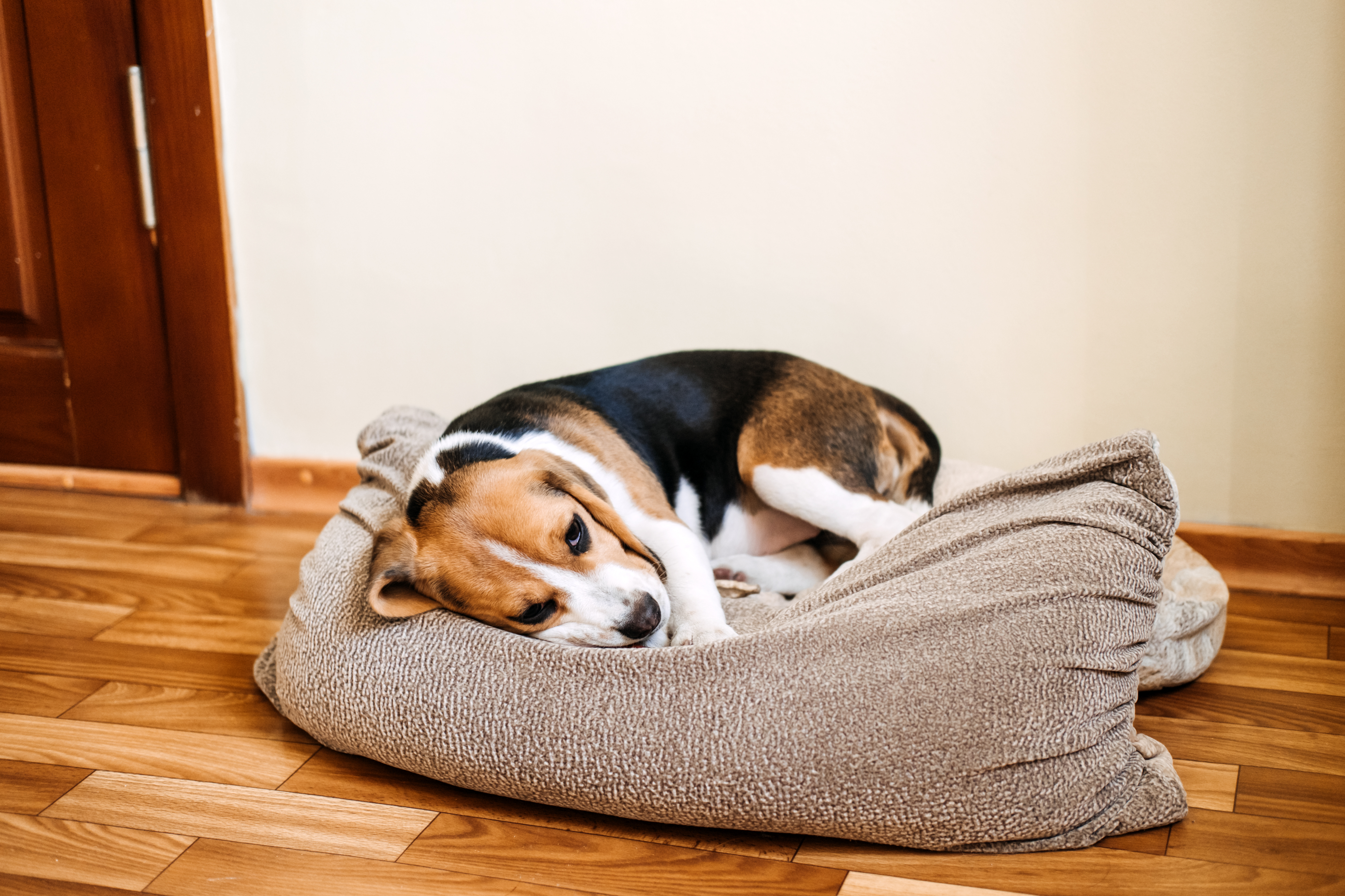 Featured image for What is kennel cough and how to treat it
