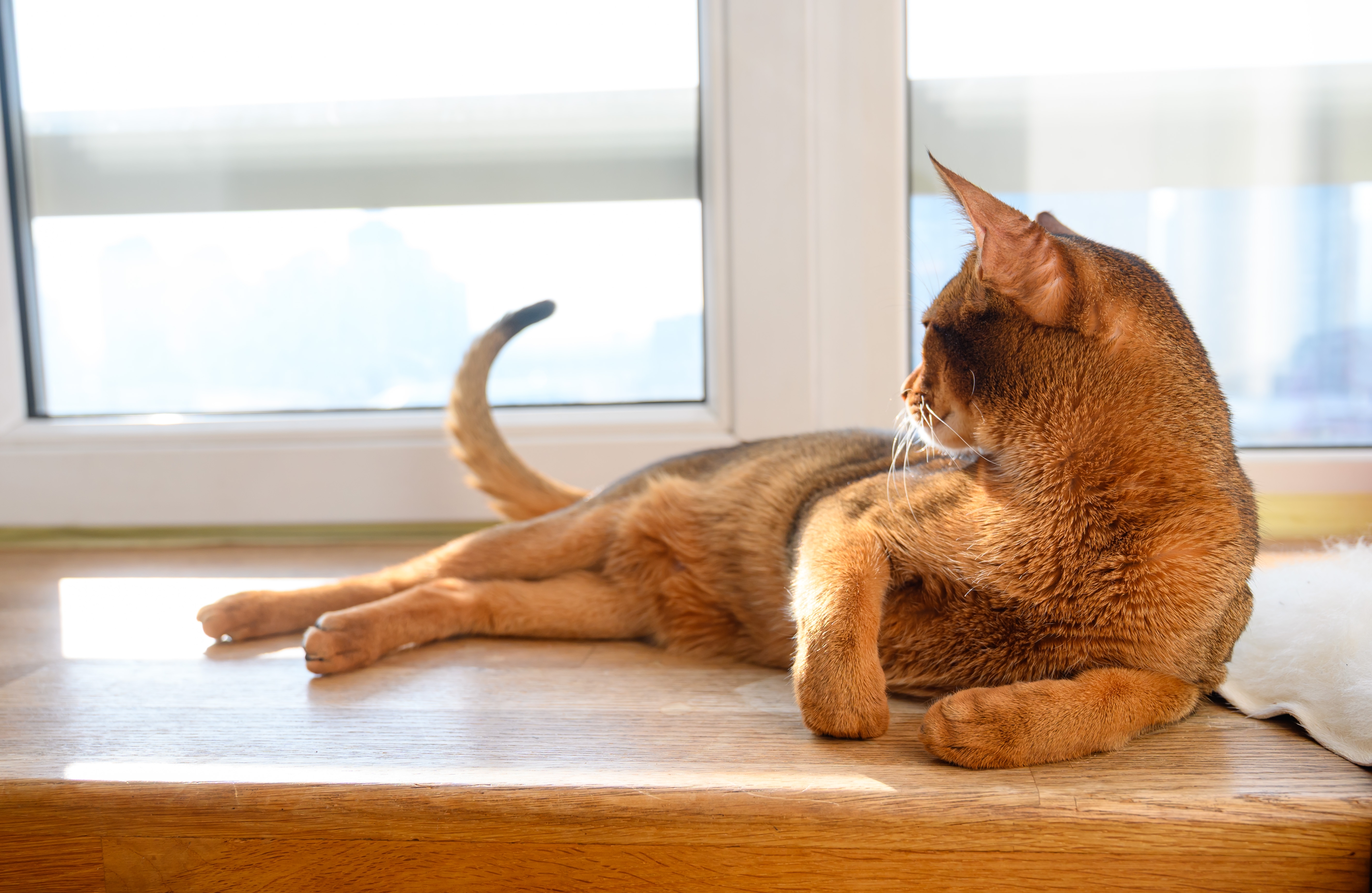 Featured image for All about Abyssinian cats