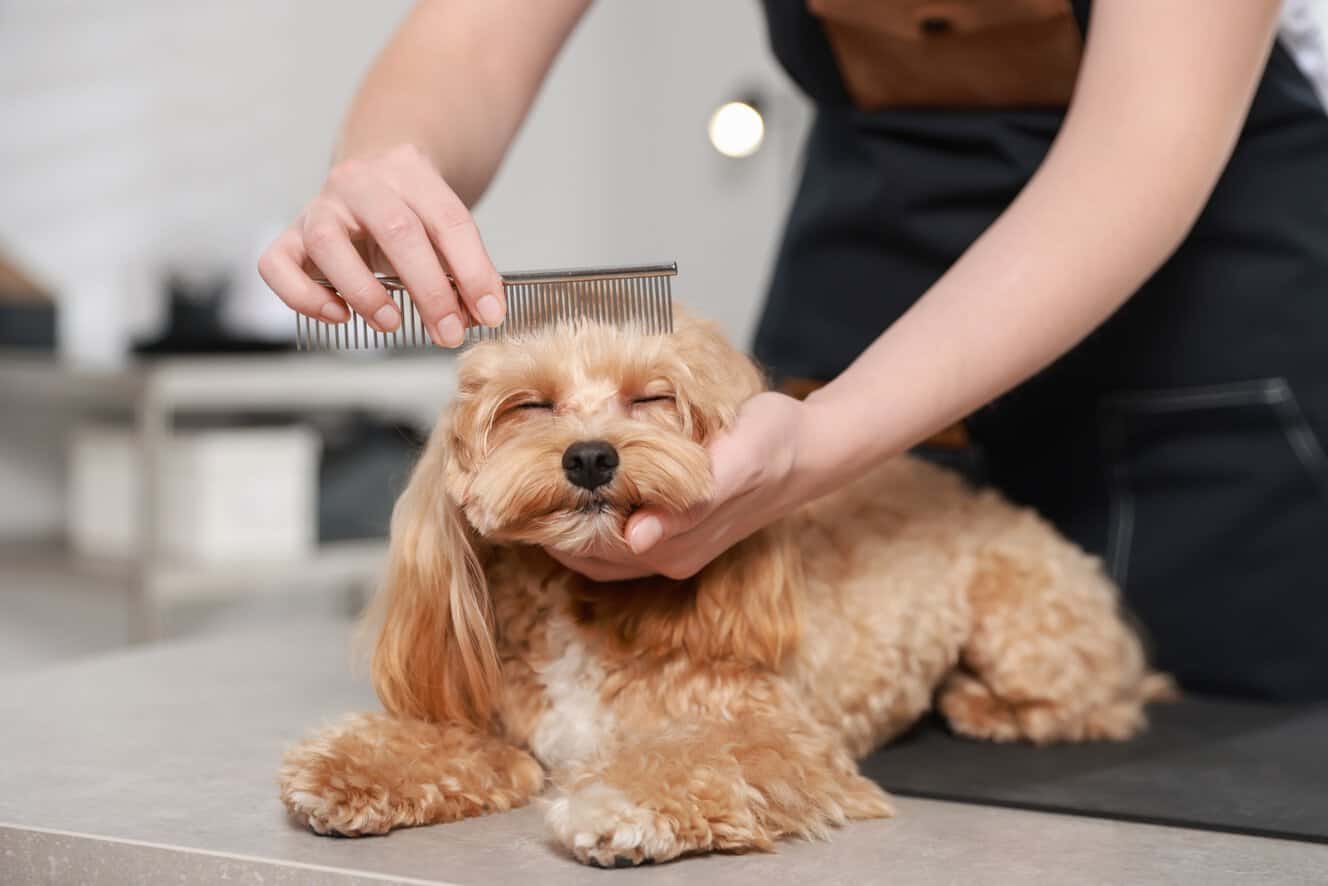 Featured image for Can dogs get dandruff?