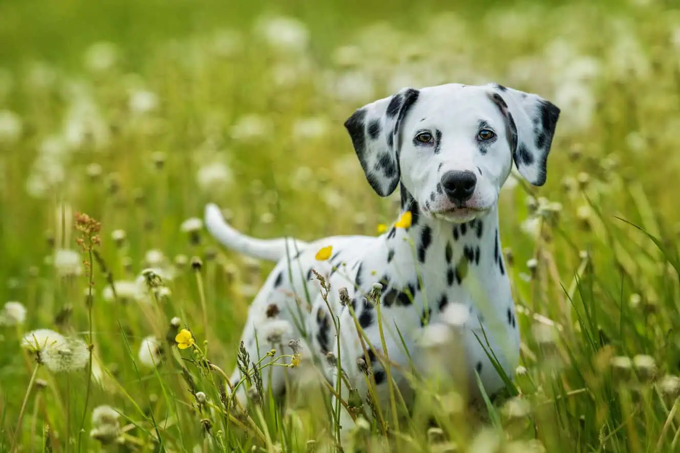 Featured image for Help your Dalmatian to love life