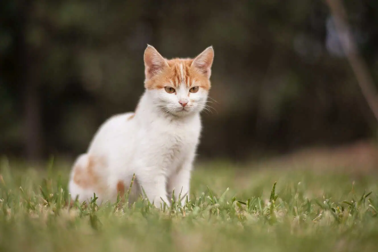 Featured image for All about Turkish Van cats