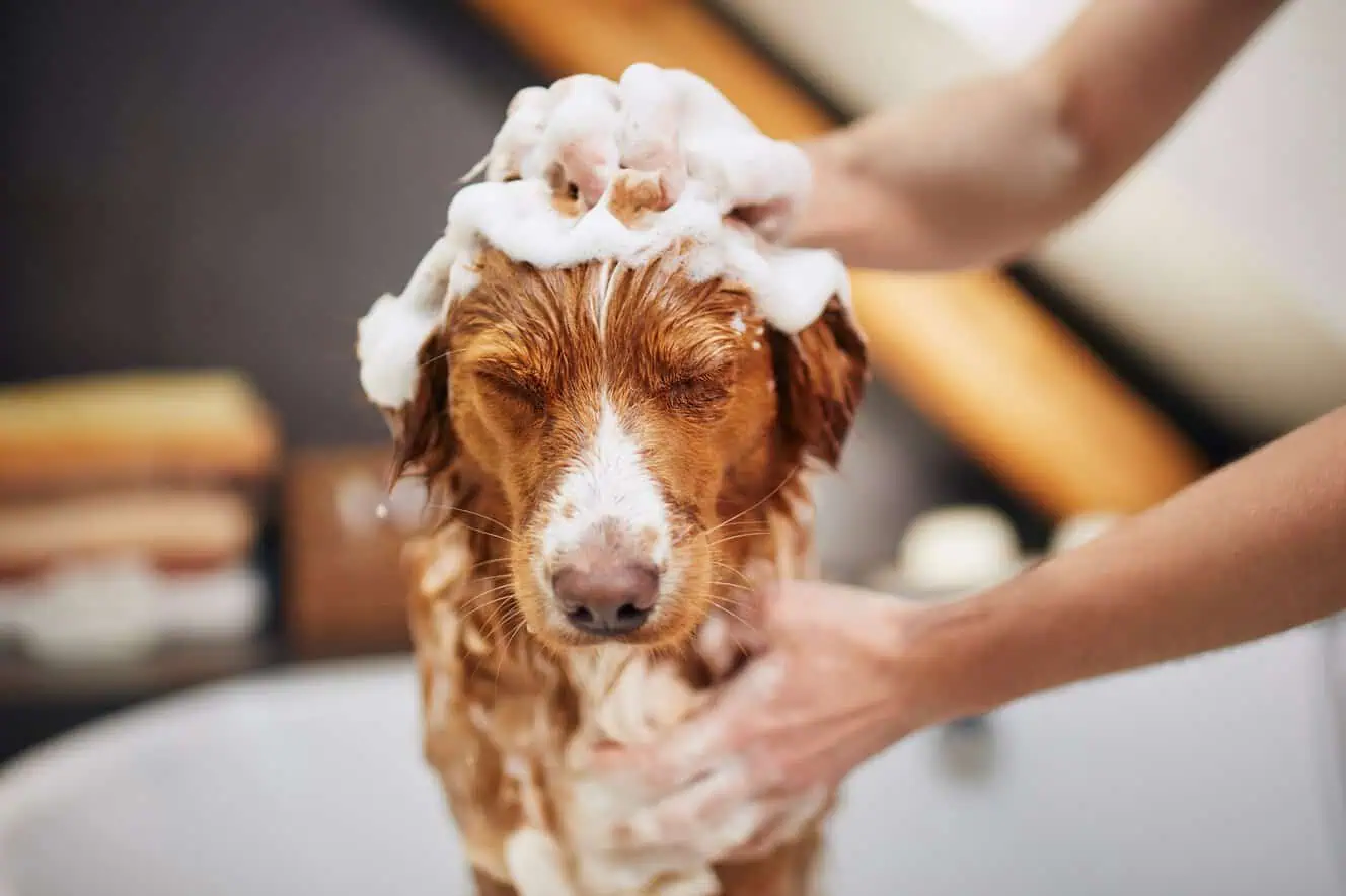 Featured image for How often should you bathe your dog?