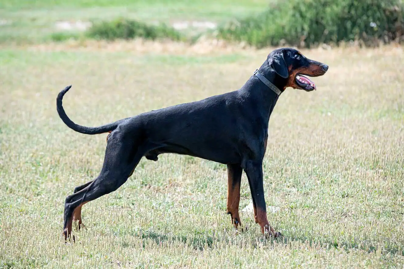 Featured image for Help your Dobermann to love life