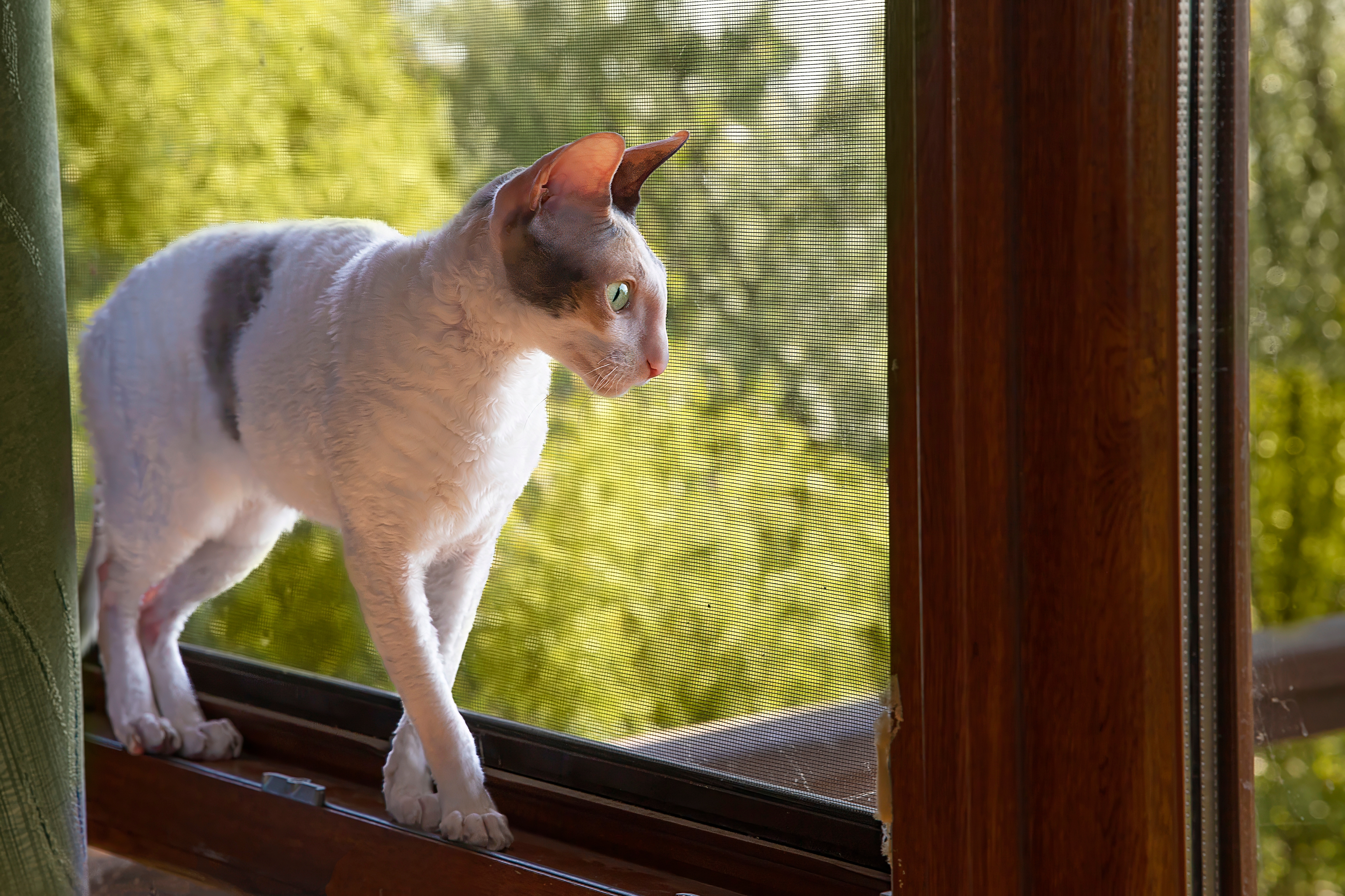 Featured image for All about Cornish Rex cats